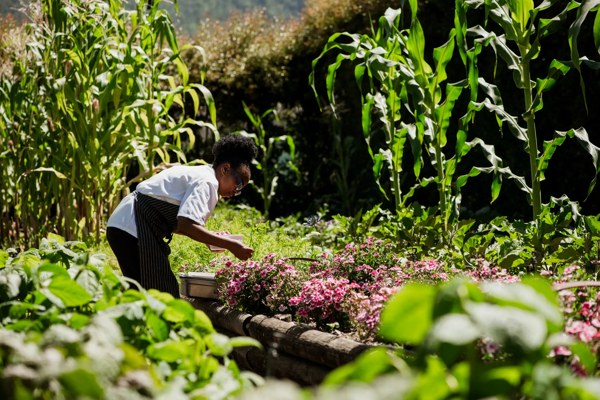 Delaire Graff Estate Organic Vegetable and Herb Garden