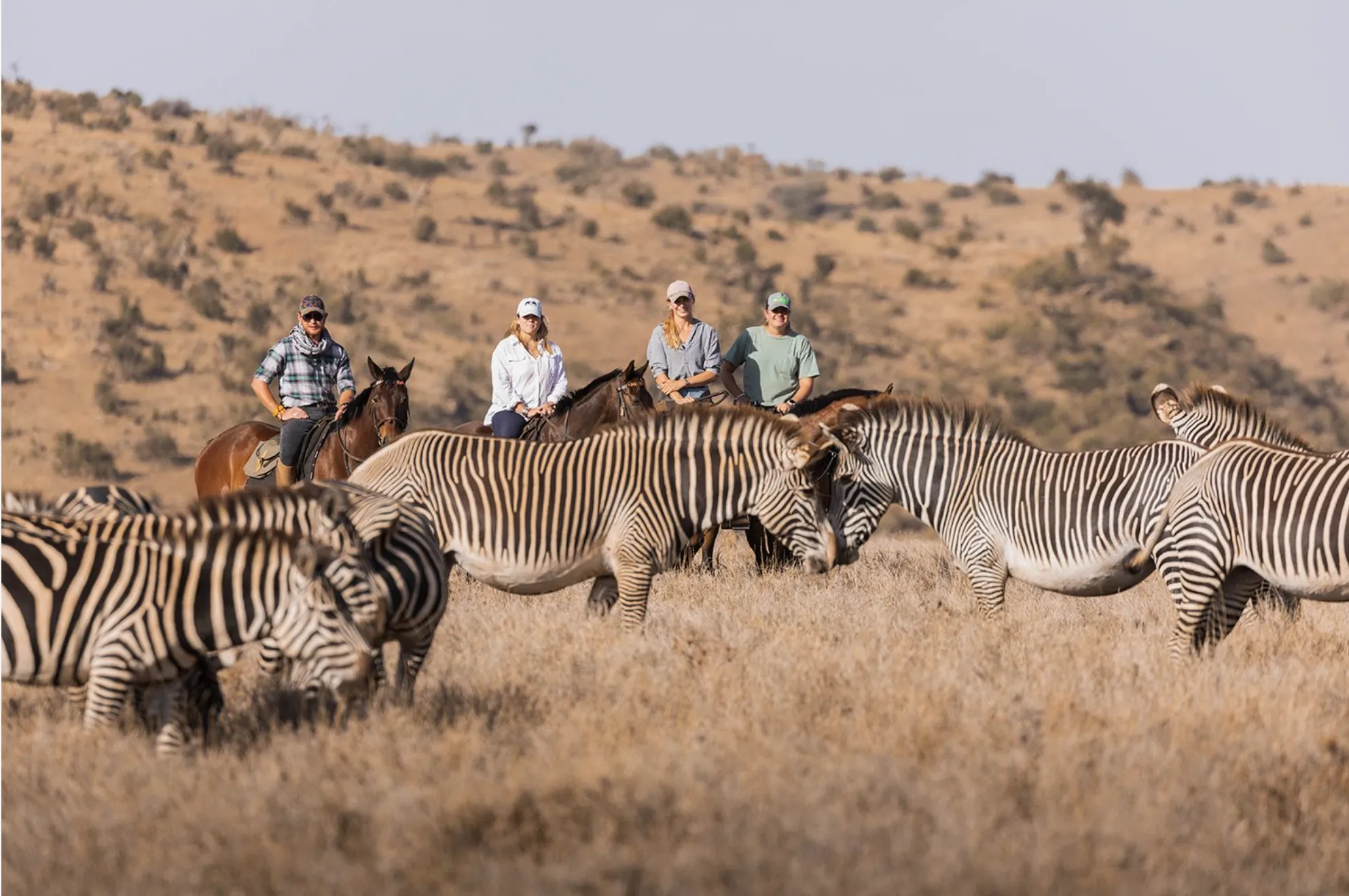 Horse safari: zebras