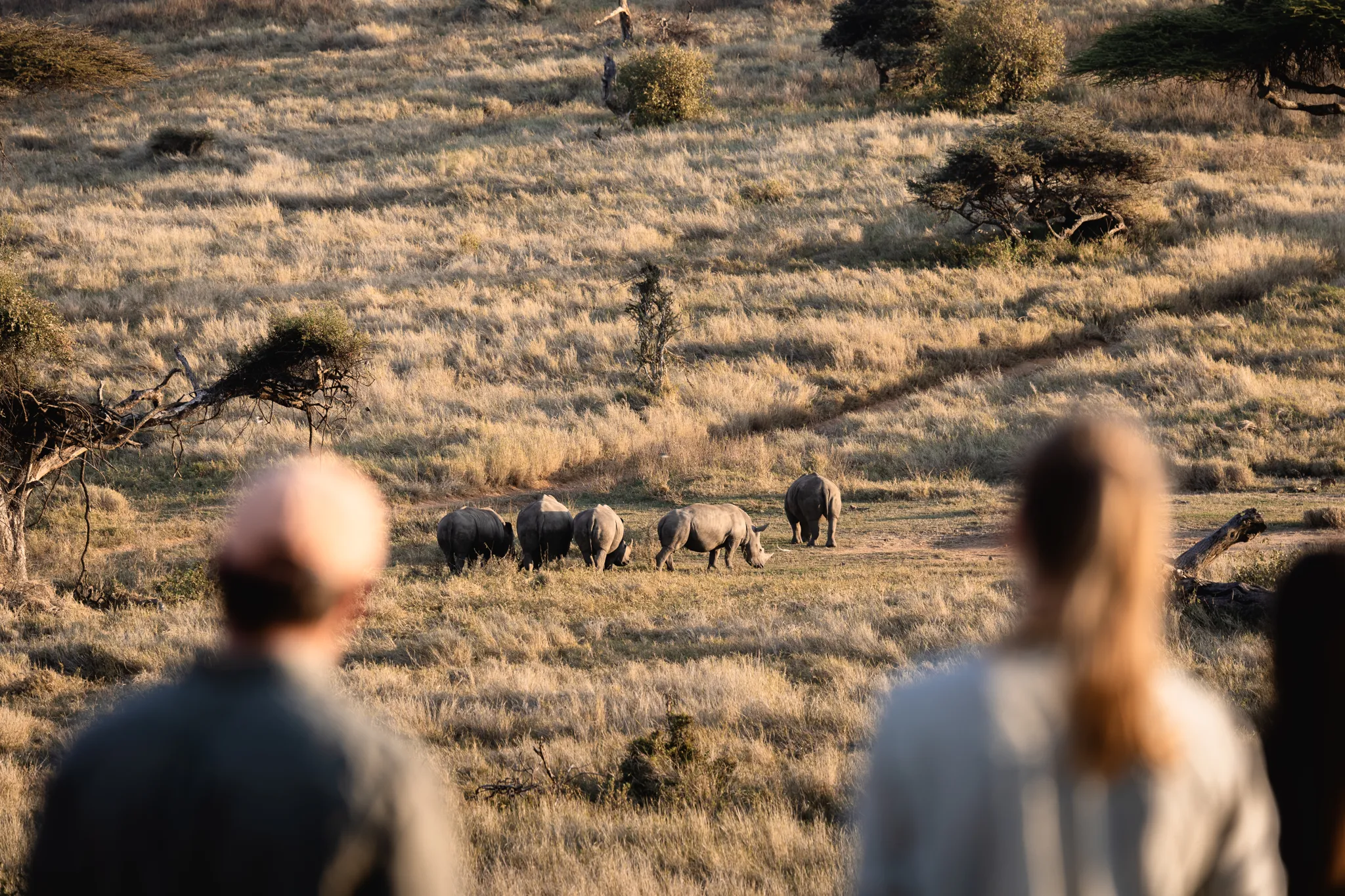 Walking safari : white rhinos