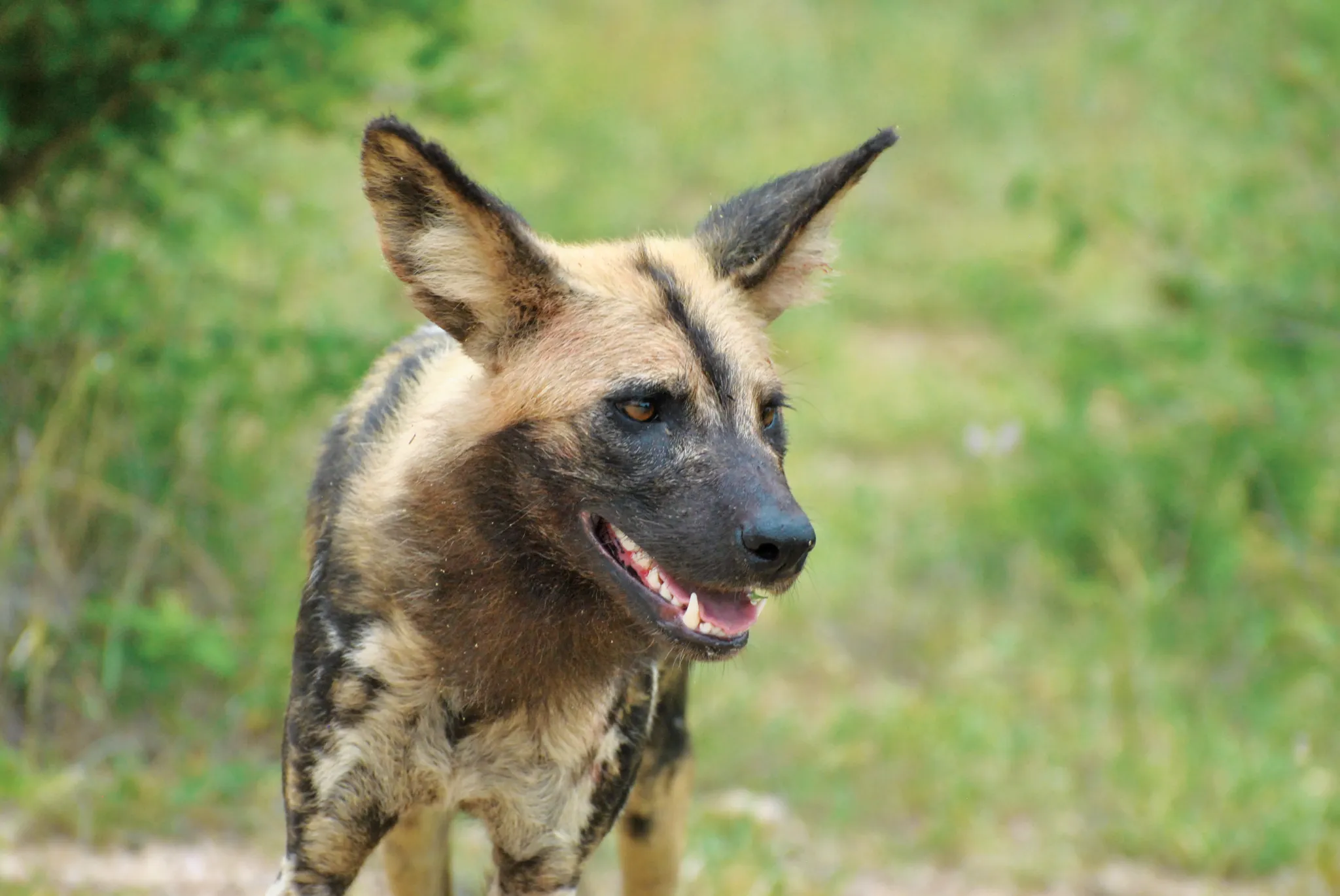 Signature specie - African Wild dog