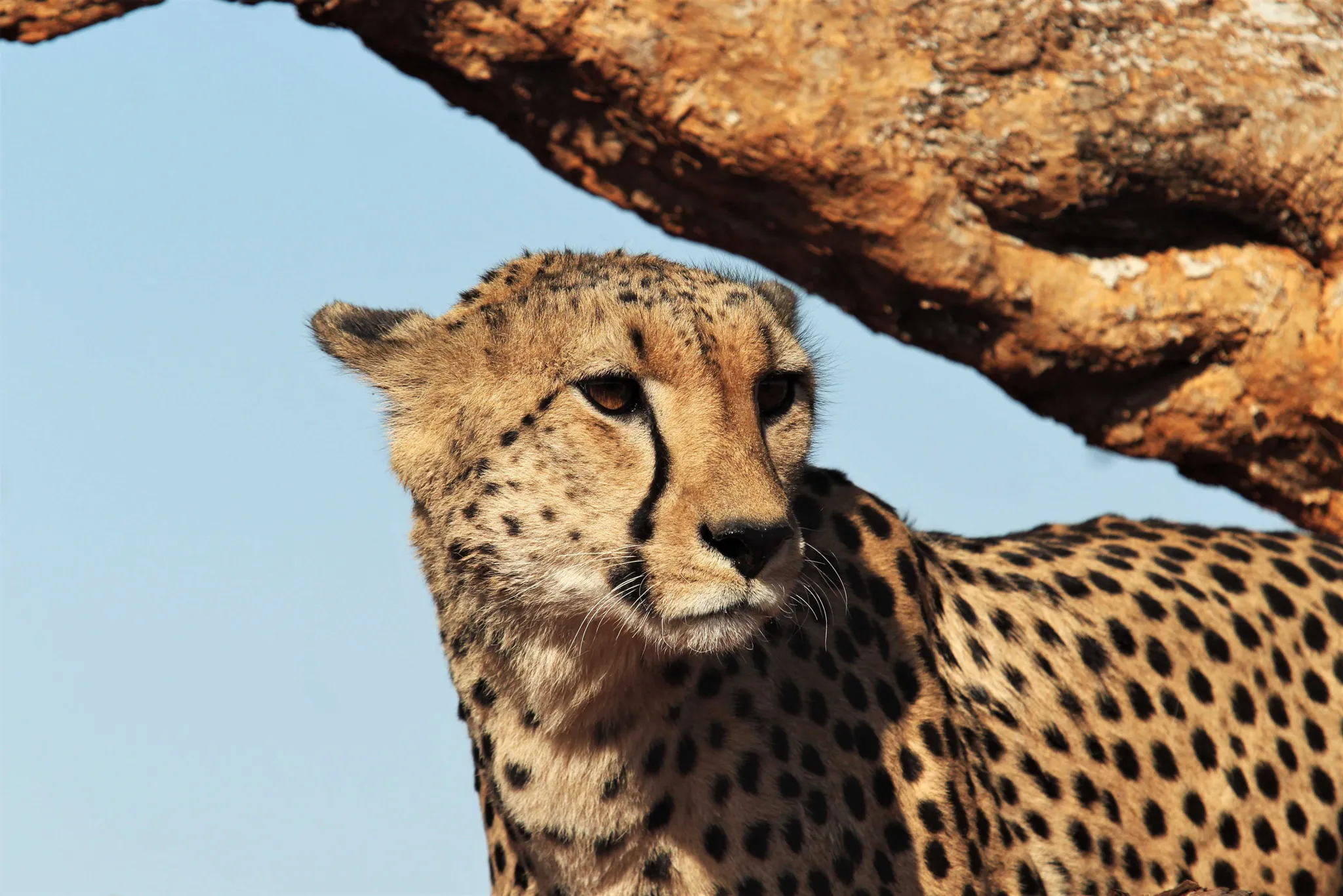 On safari - Cheetah