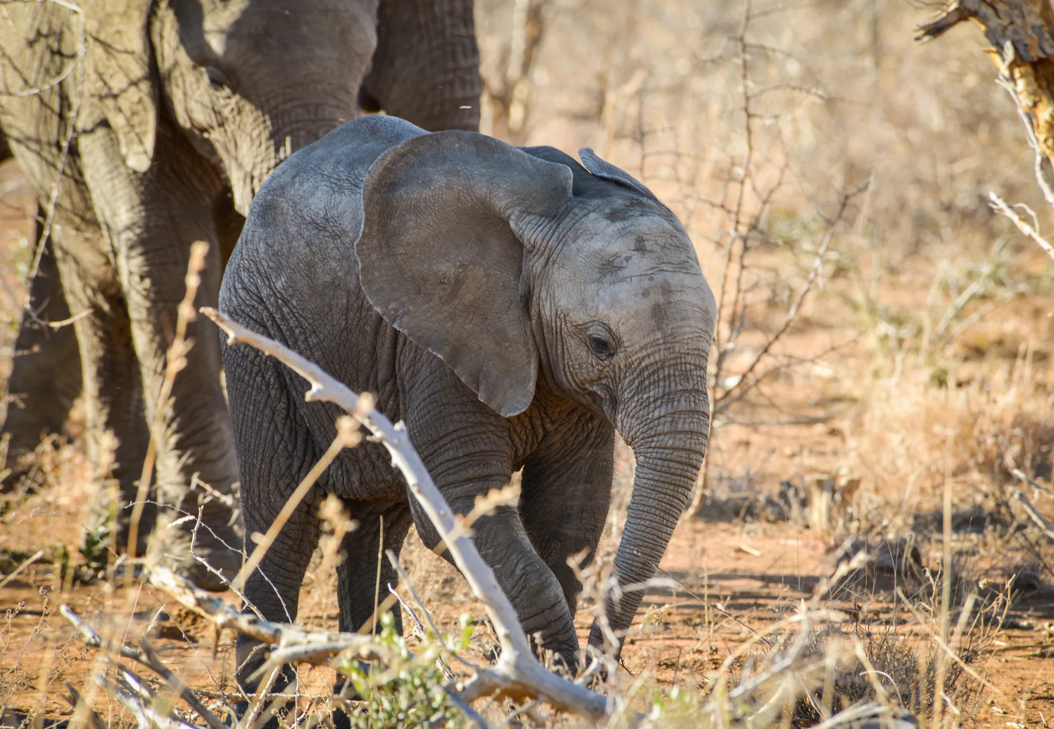On safari - Baby elephant