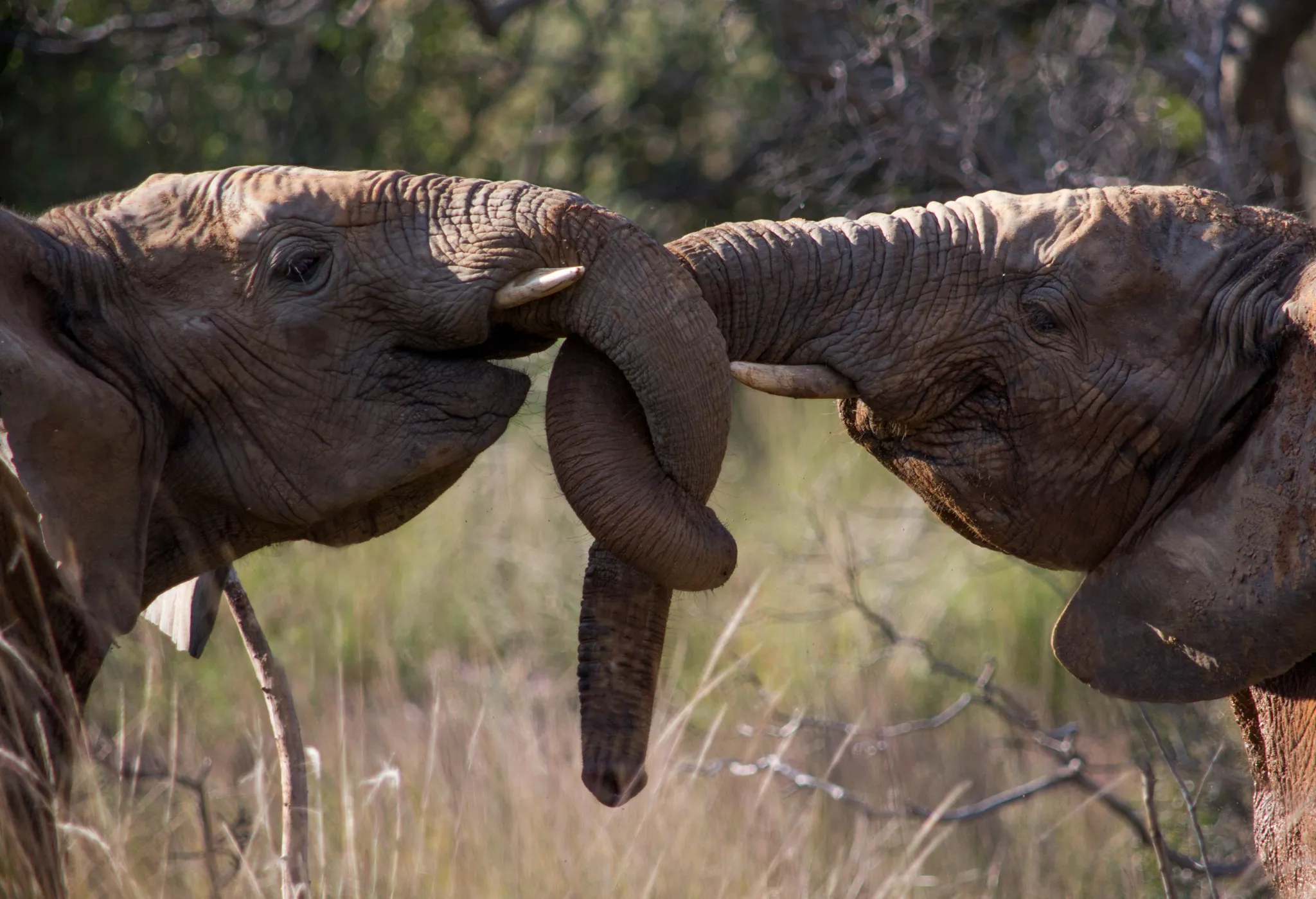 Makweti elephants