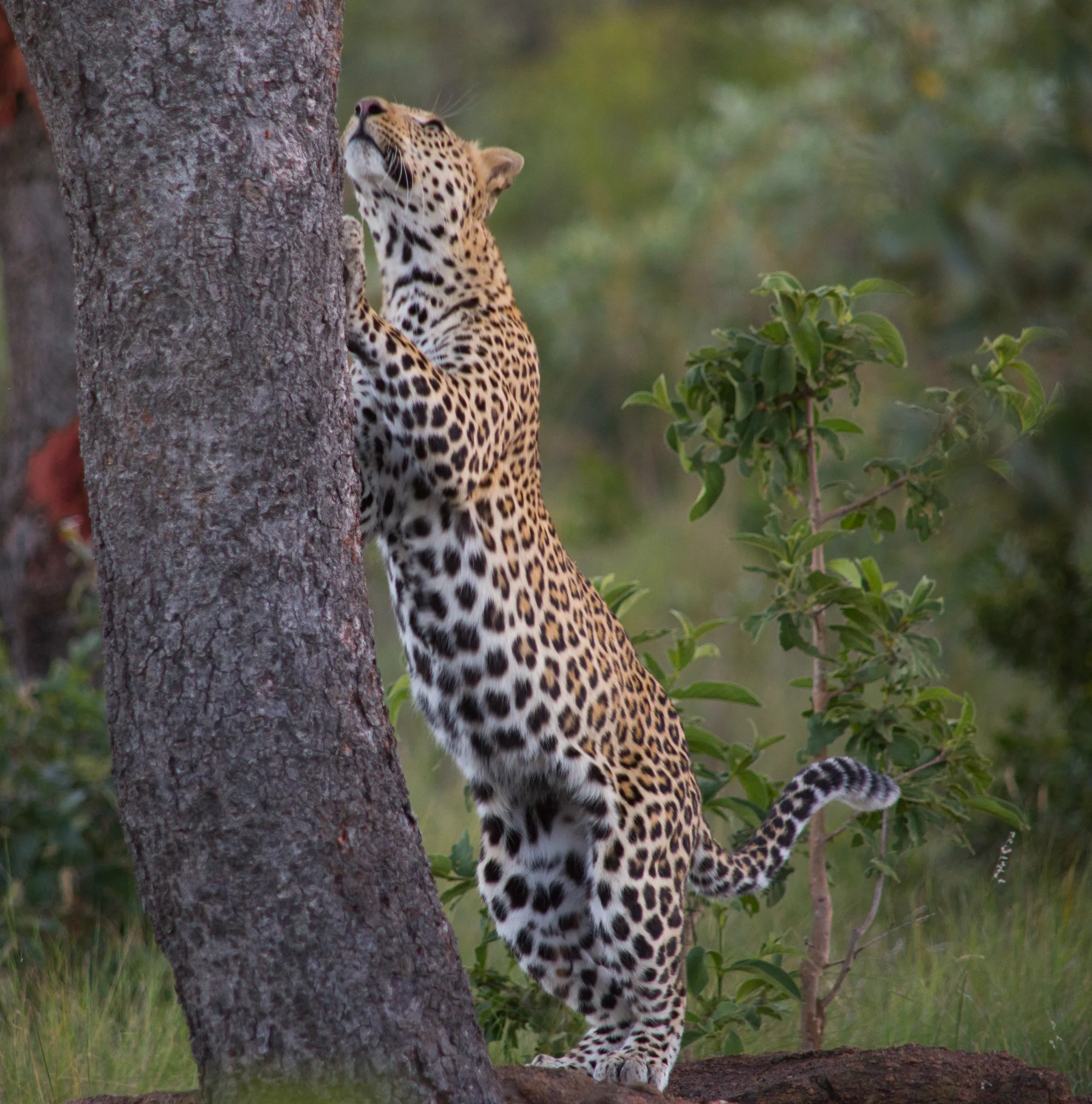 Leopard climbing a tree