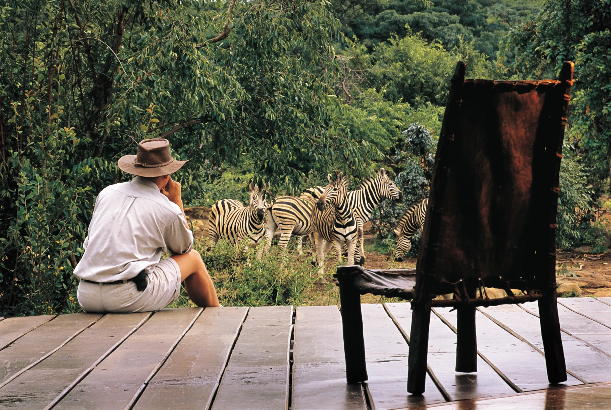 Zebra herd passing the lodge