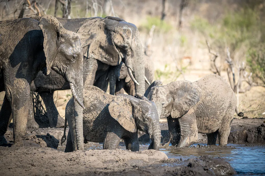 Matetsi Victoria Falls_Elephants