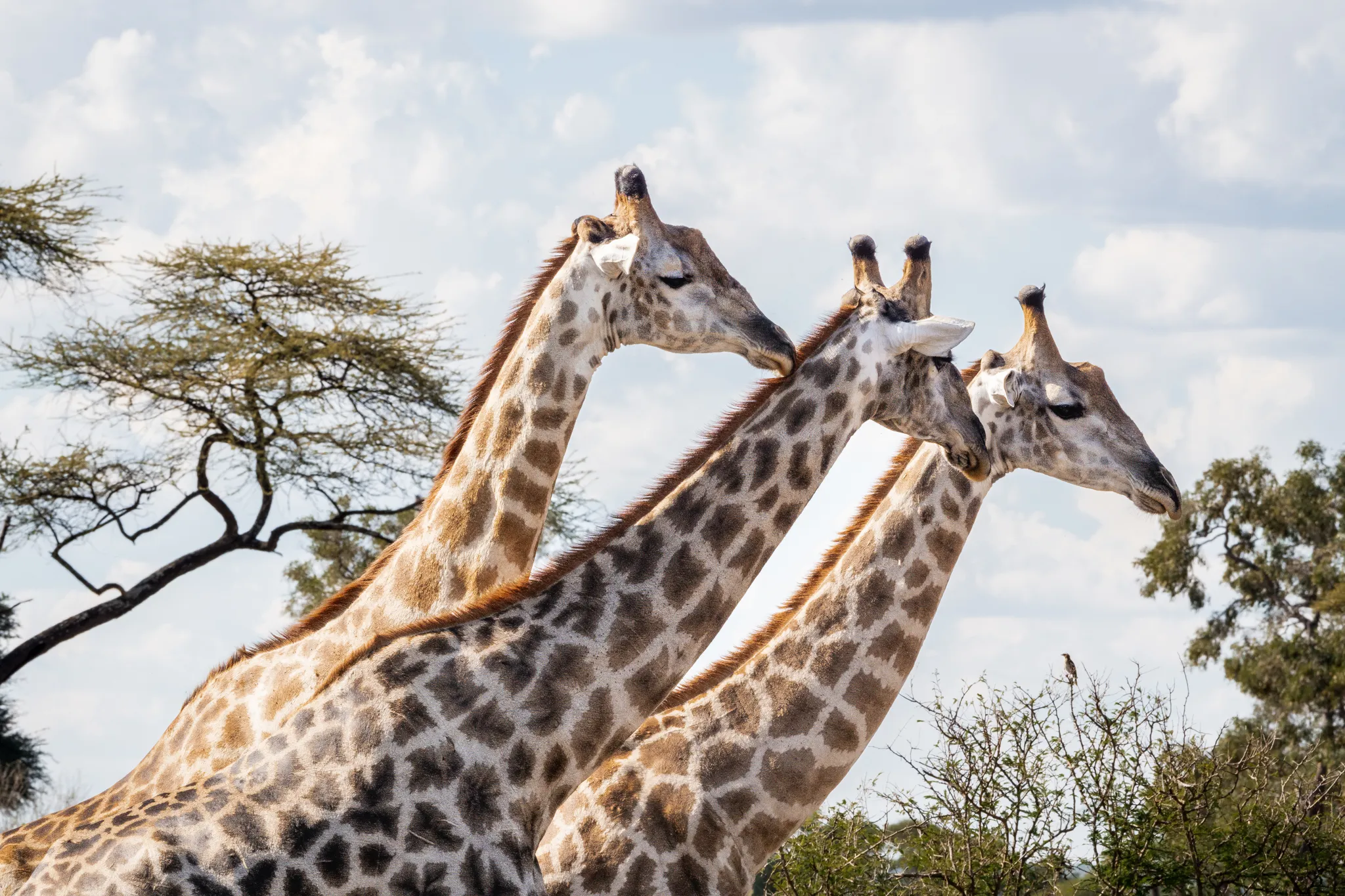 Matetsi Victoria Falls_Giraffes