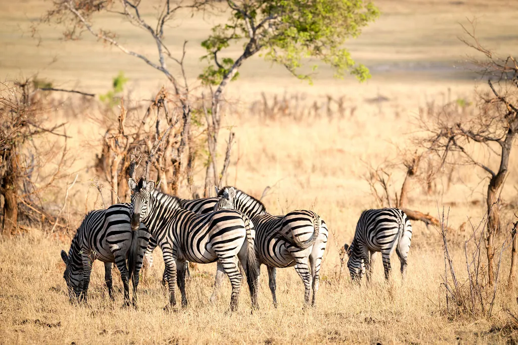 Matetsi Victoria Falls_Zebra
