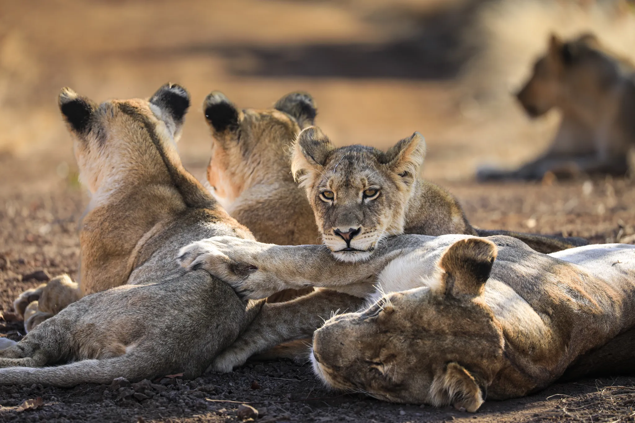 Matetsi Victoria Falls_Lion