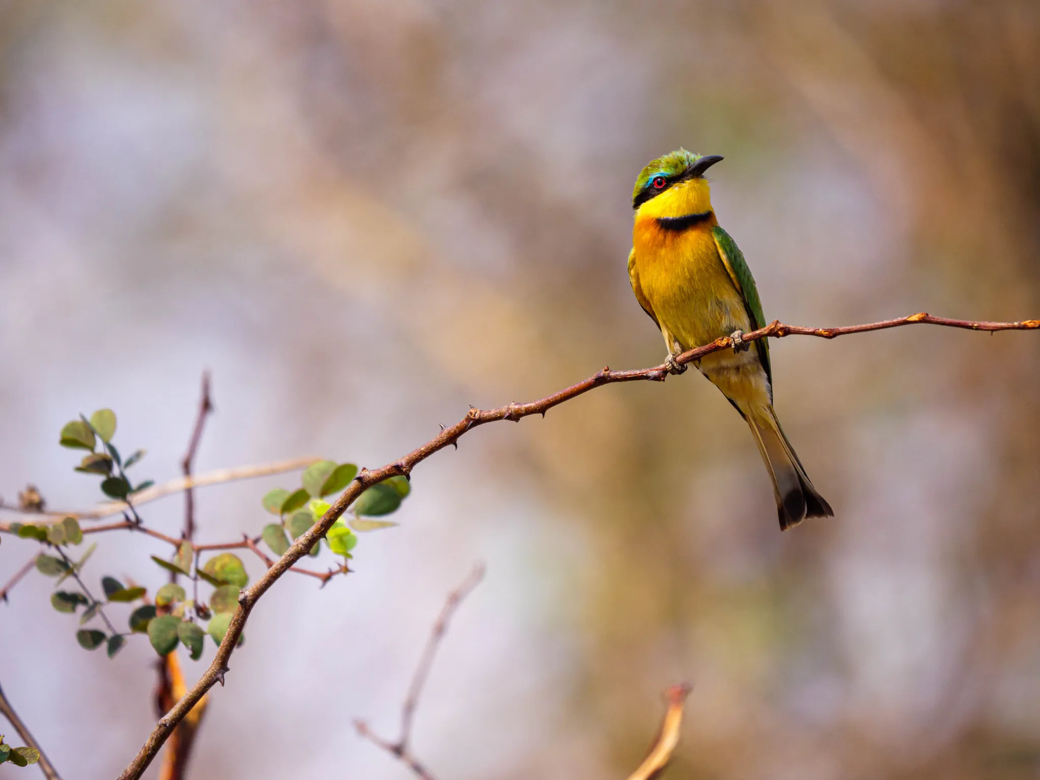Matetsi Victoria Falls_Bee-eater