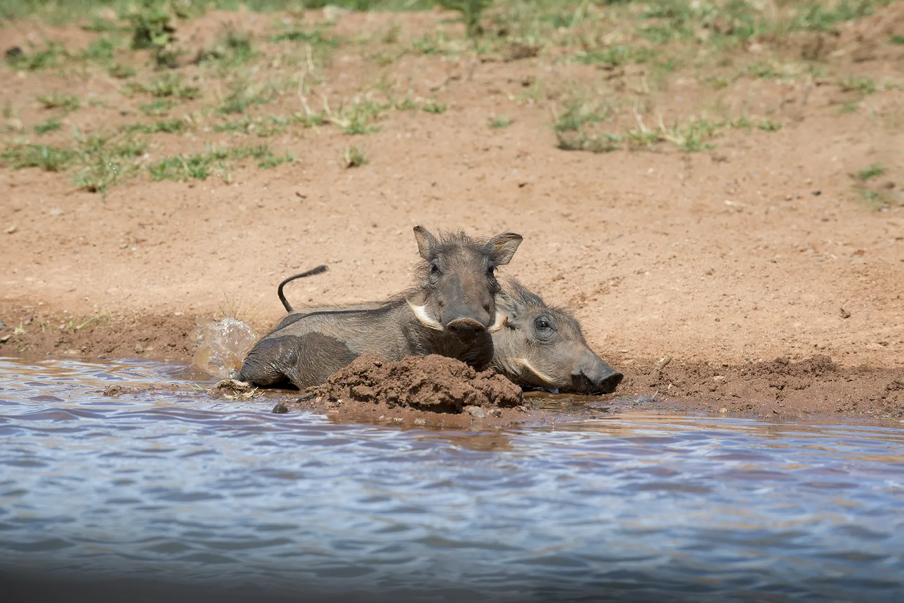 Mhondoro Safari Lodge and Villa