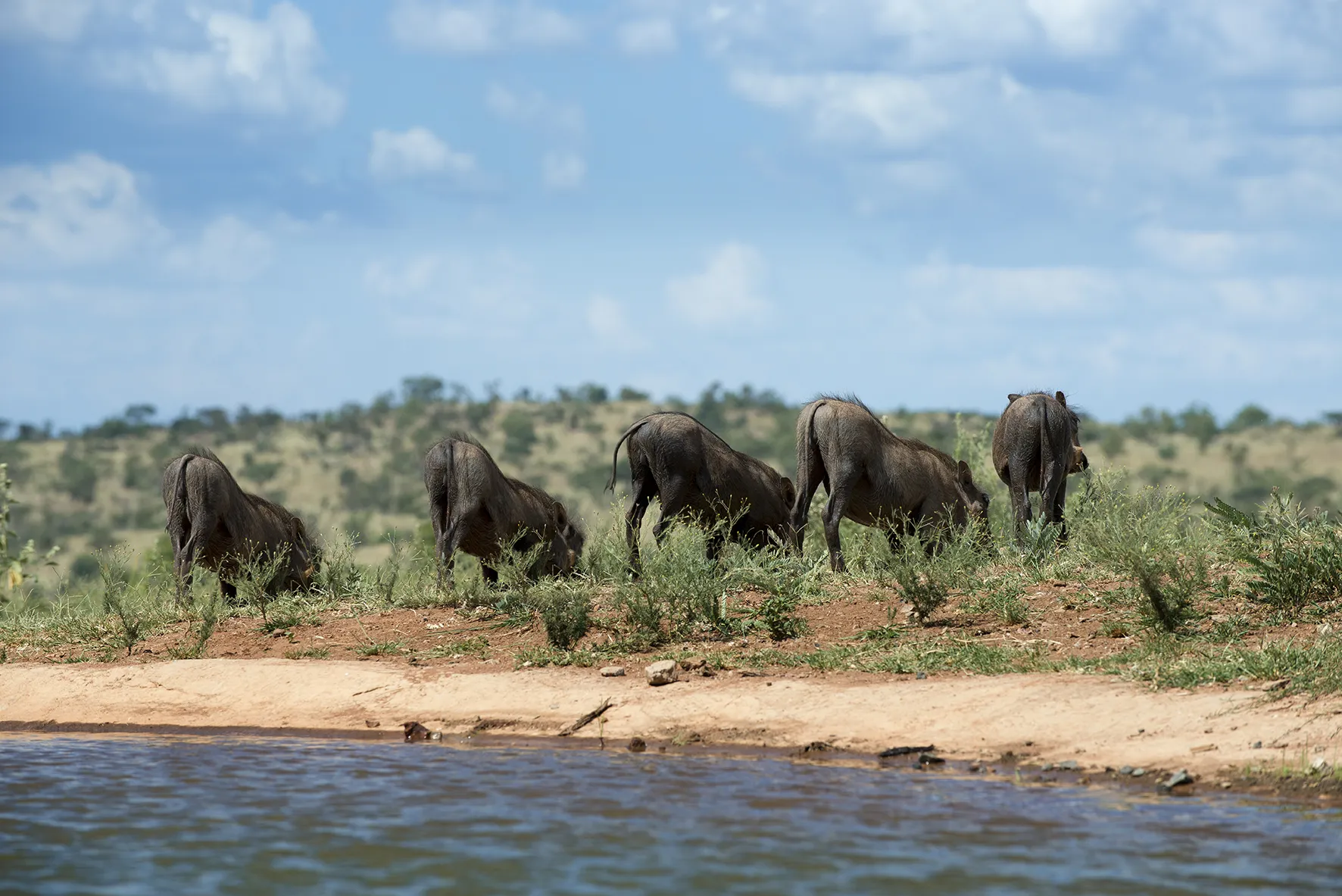 Mhondoro Safari Lodge and Villa