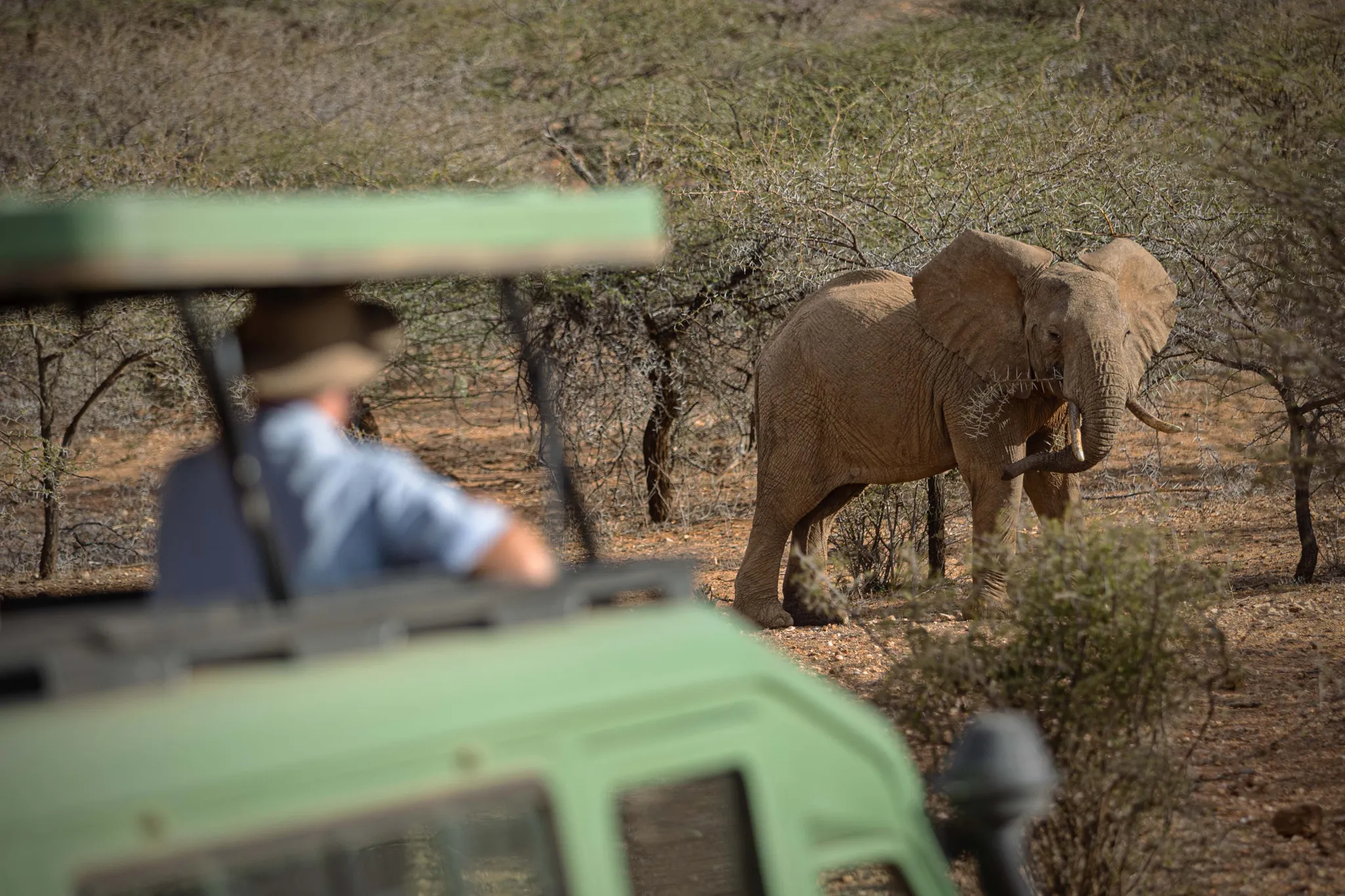 Ellies on conservancy
